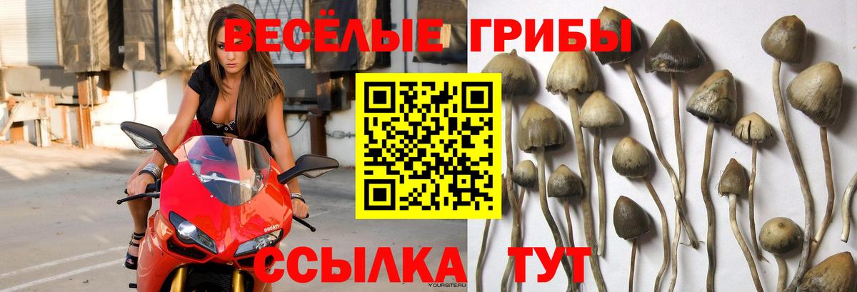 купить   Вход с VPN  Асино  Галлюциногенные грибы Psilocybine cubensis 